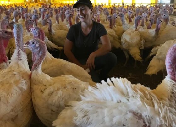 aventuras-de-uma-criadora-de-peru:-aves-tem-espirito-de-equipe,-sao-bravas-e-nem-pense-em-usar-unhas-vermelhas-perto-delas