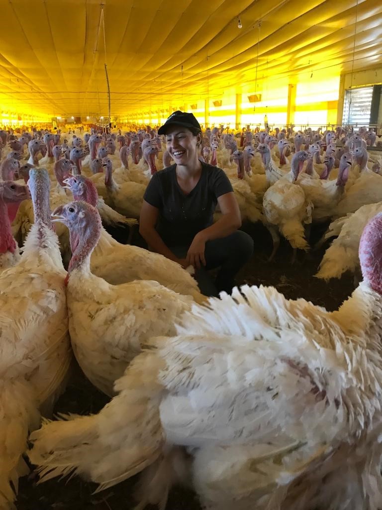 Aventuras de uma criadora de peru: aves têm espírito de equipe, são bravas e nem pense em usar unhas vermelhas perto delas