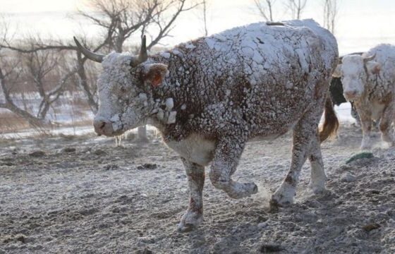 megatempestade-de-inverno-nos-eua-e-canada-afeta-250-milhoes-e-gera-caos