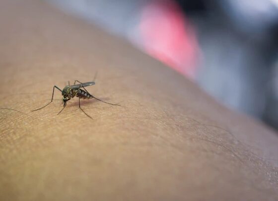 populacao-de-anguera,-santanopolis-e-tanquinho-precisa-ficar-alerta-contra-aedes-aegypti