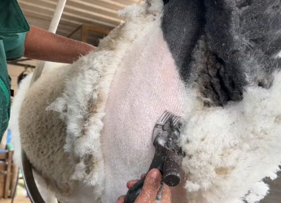 esta-na-epoca-de-tosquia-nos-criatorios-de-ovinos-no-interior-de-sp