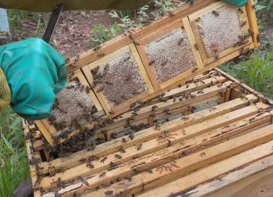 apicultura-migratoria-ajuda-enxames-a-produzirem-mel-o-ano-todo-no-interior-de-sp