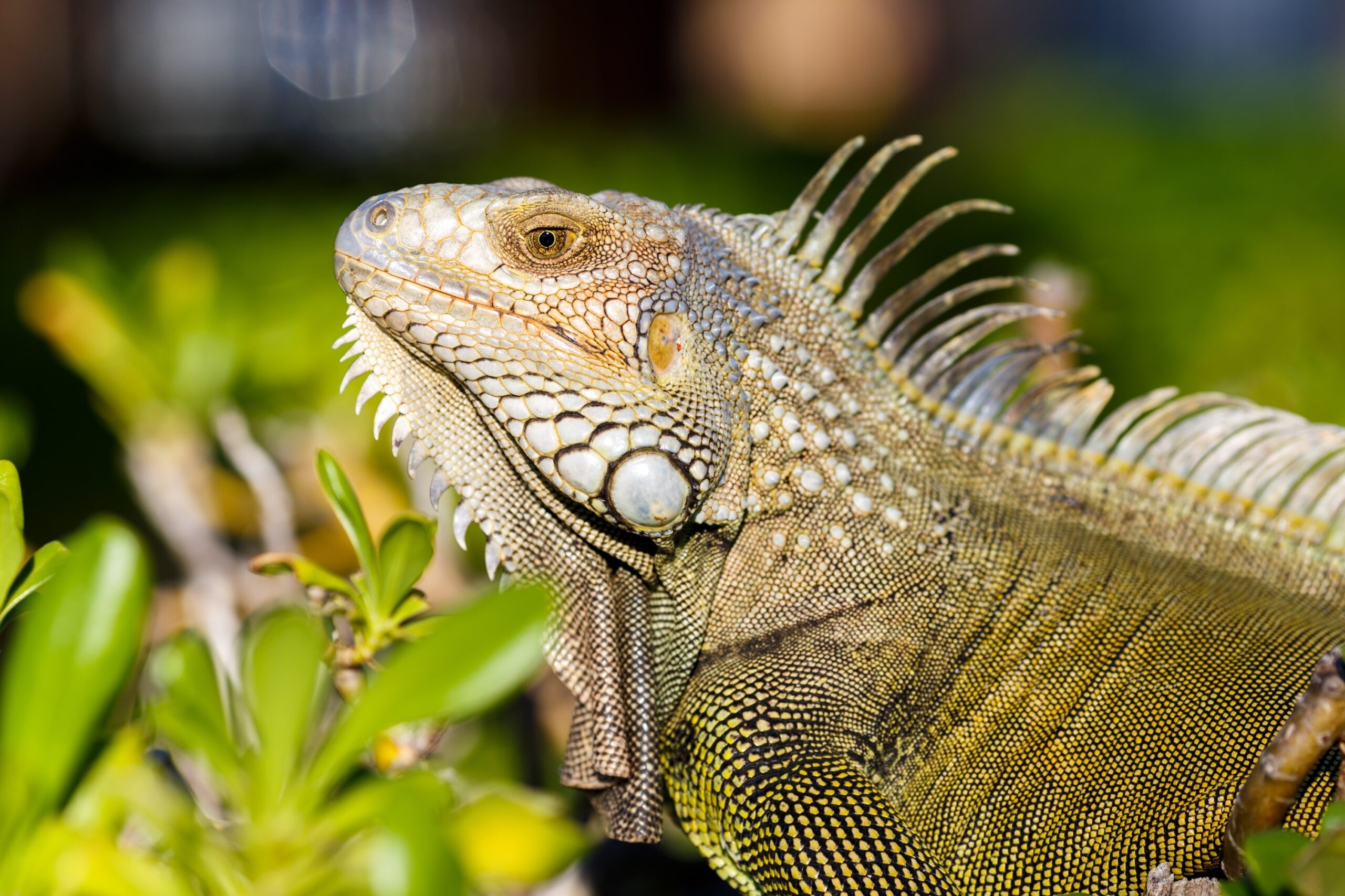 O fenômeno que explica por que iguanas estão caindo das árvores no sul da Flórida