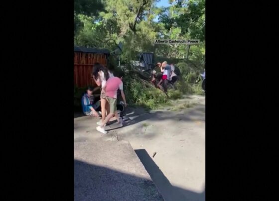 video:-galho-de-arvore-cai-e-deixa-duas-pessoas-feridas-em-parque-na-argentina