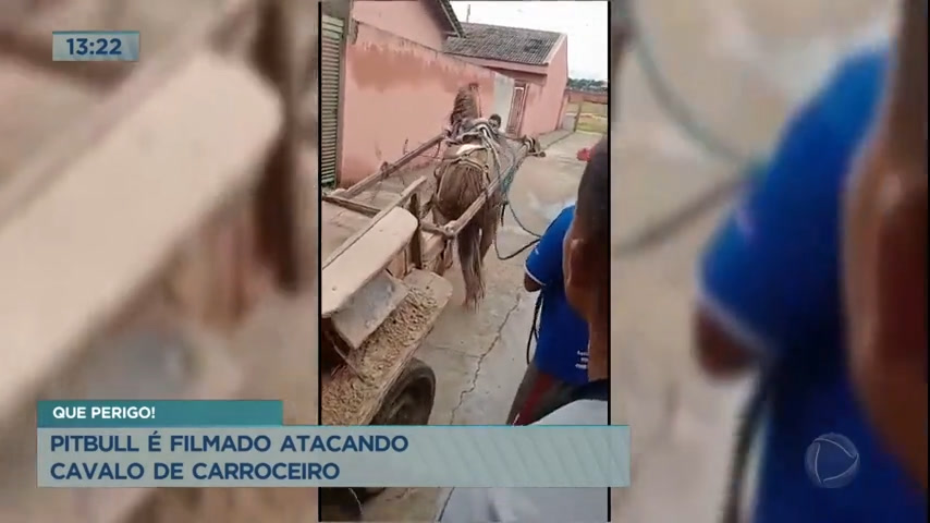 Pit bull ataca cavalo de carroceiro em Águas Lindas (GO)