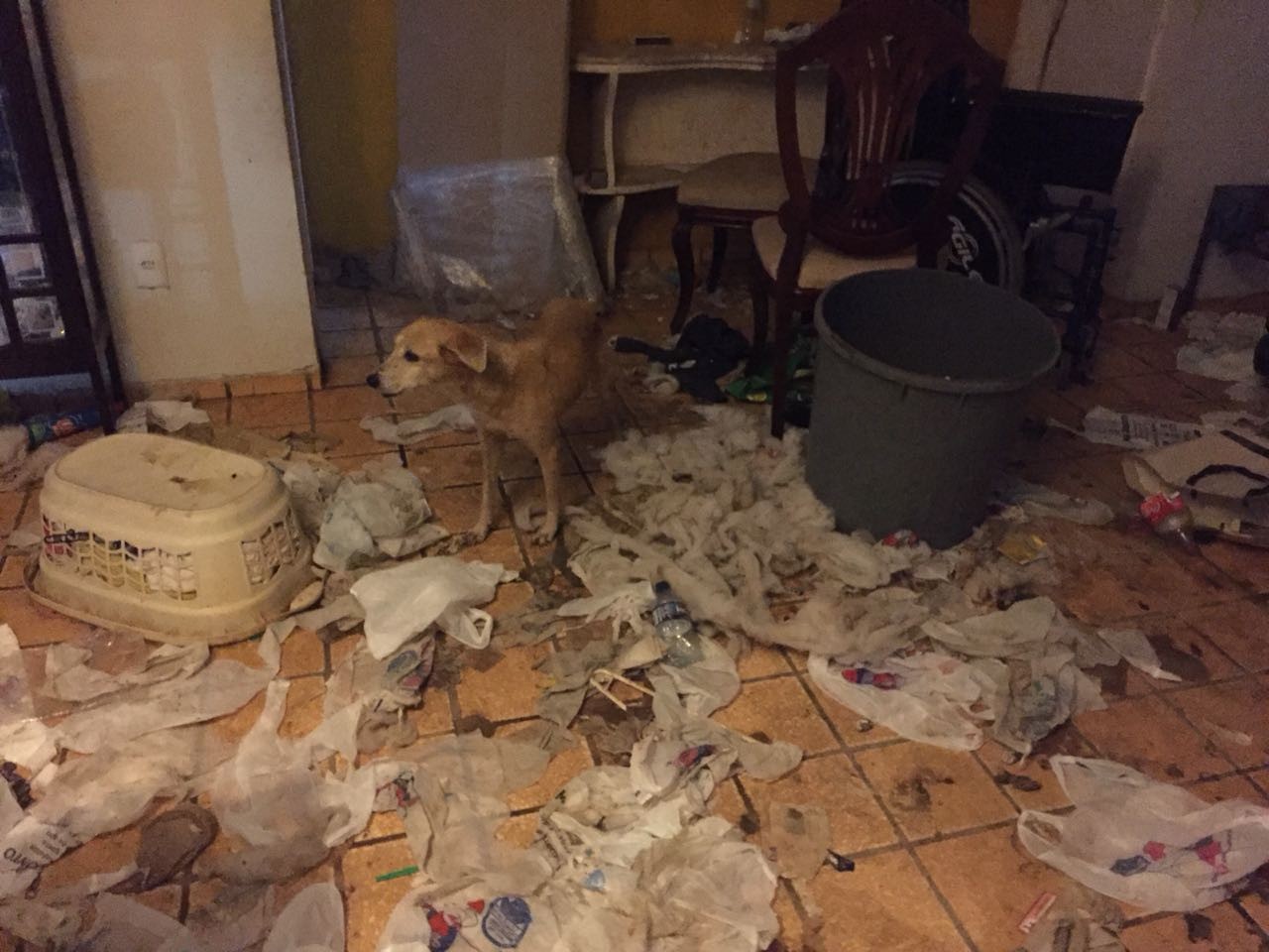 ‘Filme de terror’, diz policial que resgatou animais abandonados em casa no Ceará