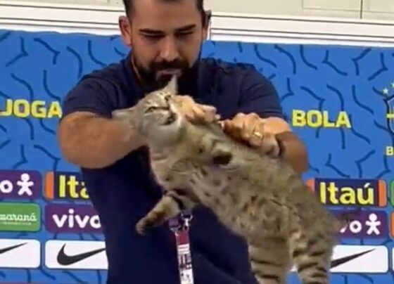 ongs-entram-com-acao-na-justica-e-pedem-multa-de-r$-1-milhao-a-cbf-por-maus-tratos-a-gato-no-catar