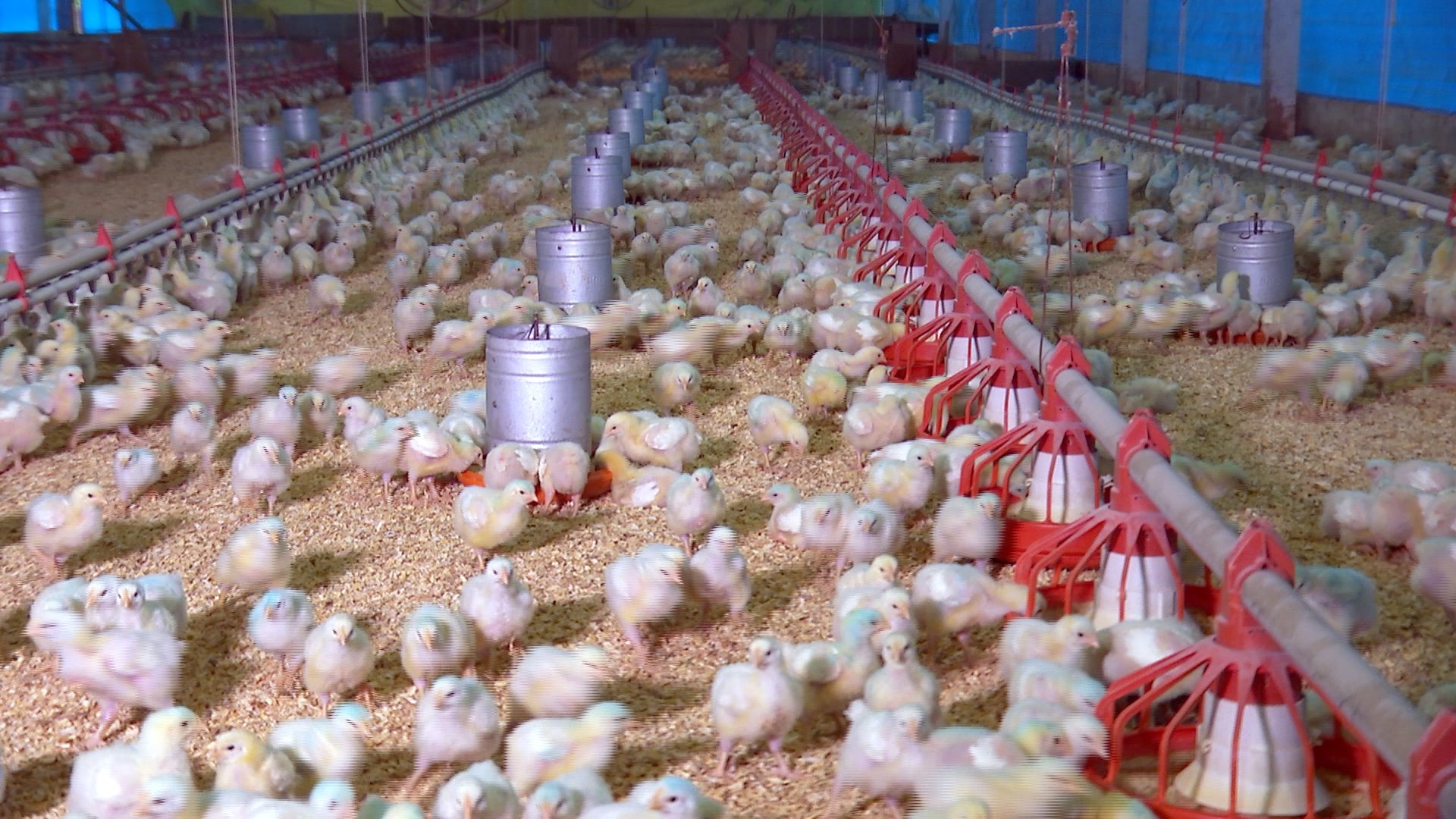 As galinhas geneticamente editadas que podem salvar bilhões de pintinhos de serem triturados vivos