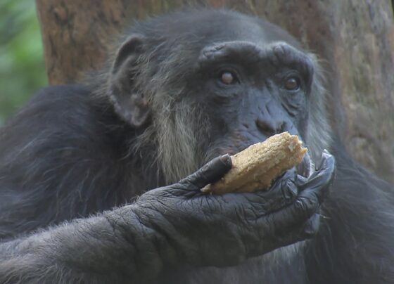 zoologico-sueco-mata-tres-chimpanzes-que-fugiram-de-cercado