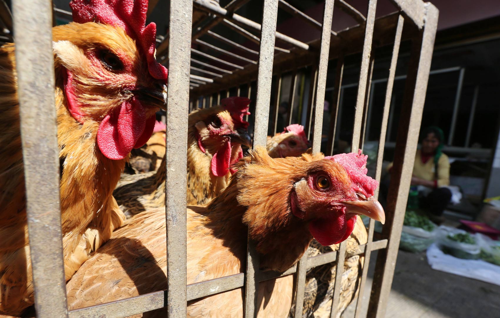 Brasil segue livre de gripe aviária, mas casos na América do Sul alertam, diz associação brasileira