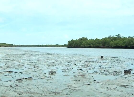 marisqueiras-estao-animadas-com-a-temporada-de-sarnambis-e-esperam-aumento-na-vendas-no-maranhao