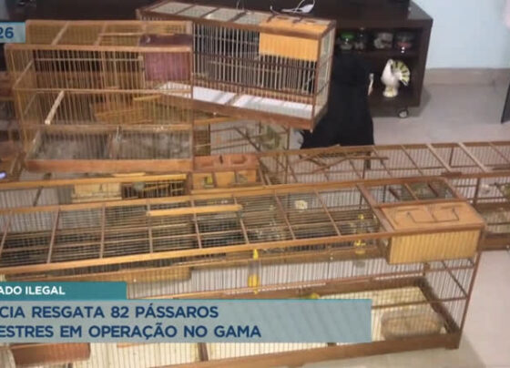 policia-resgata-82-passaros-silvestres-em-operacao-no-gama