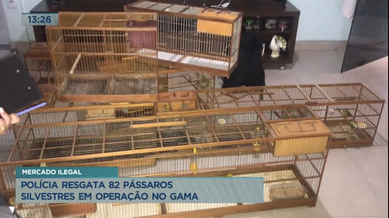 Polícia resgata 82 pássaros silvestres em operação no Gama