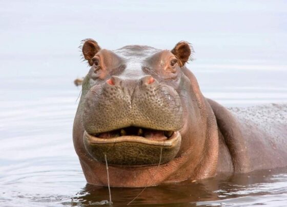 hipopotamo-tenta-engolir-crianca-em-uganda