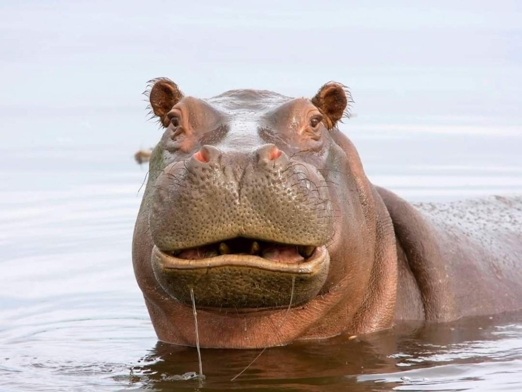 Hipopótamo tenta engolir criança em Uganda