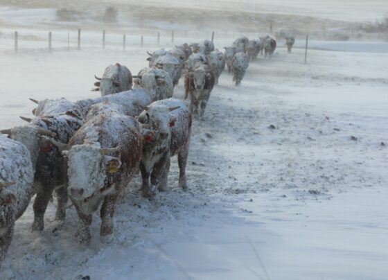 video:-gado-fica-coberto-de-neve-apos-nevasca-nos-estados-unidos