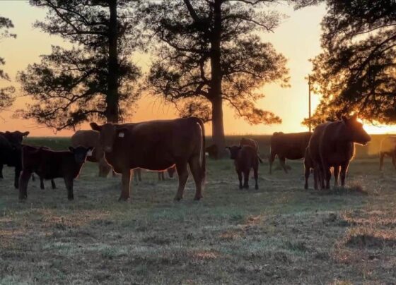 argentina-passa-por-crise-na-pecuaria;-globo-rural-foi-ate-o-pais-mostrar-a-situacao-dos-criadores