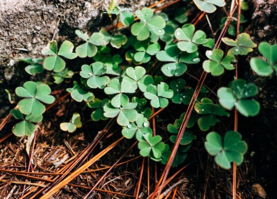 2023-com-o-pe-direito:-confira-9-plantas-que-atraem-dinheiro-e-fartura