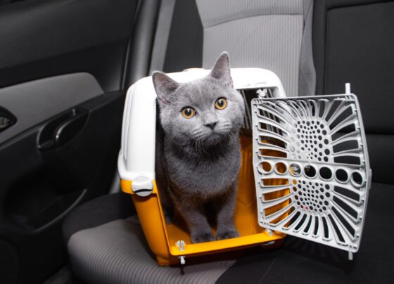 animal-nao-e-bagagem:-saiba-como-transportar-o-seu-pet-com-seguranca
