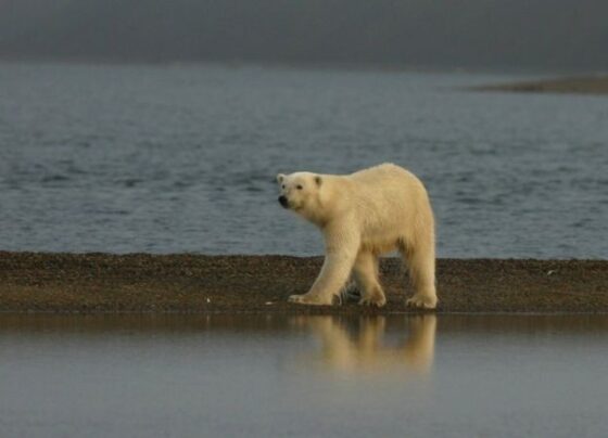 a-‘capital-dos-ursos-polares’-que-esta-esquentando-rapido-demais:-animais-podem-morrer-de-fome