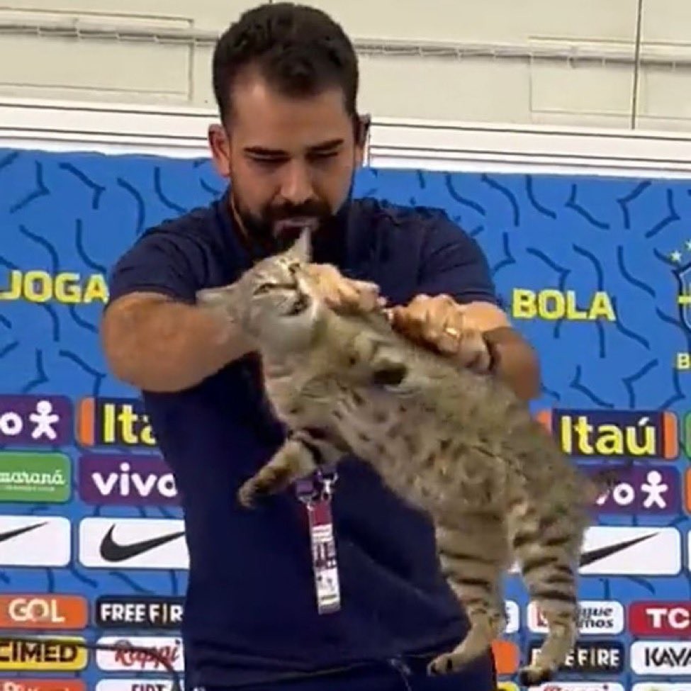 Gatos roubaram a cena na Copa do Mundo do Catar