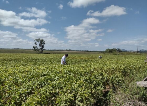 o-que-muda-com-o-projeto-de-lei-que-permite-produtores-rurais-fiscalizarem-as-suas-proprias-fazendas
