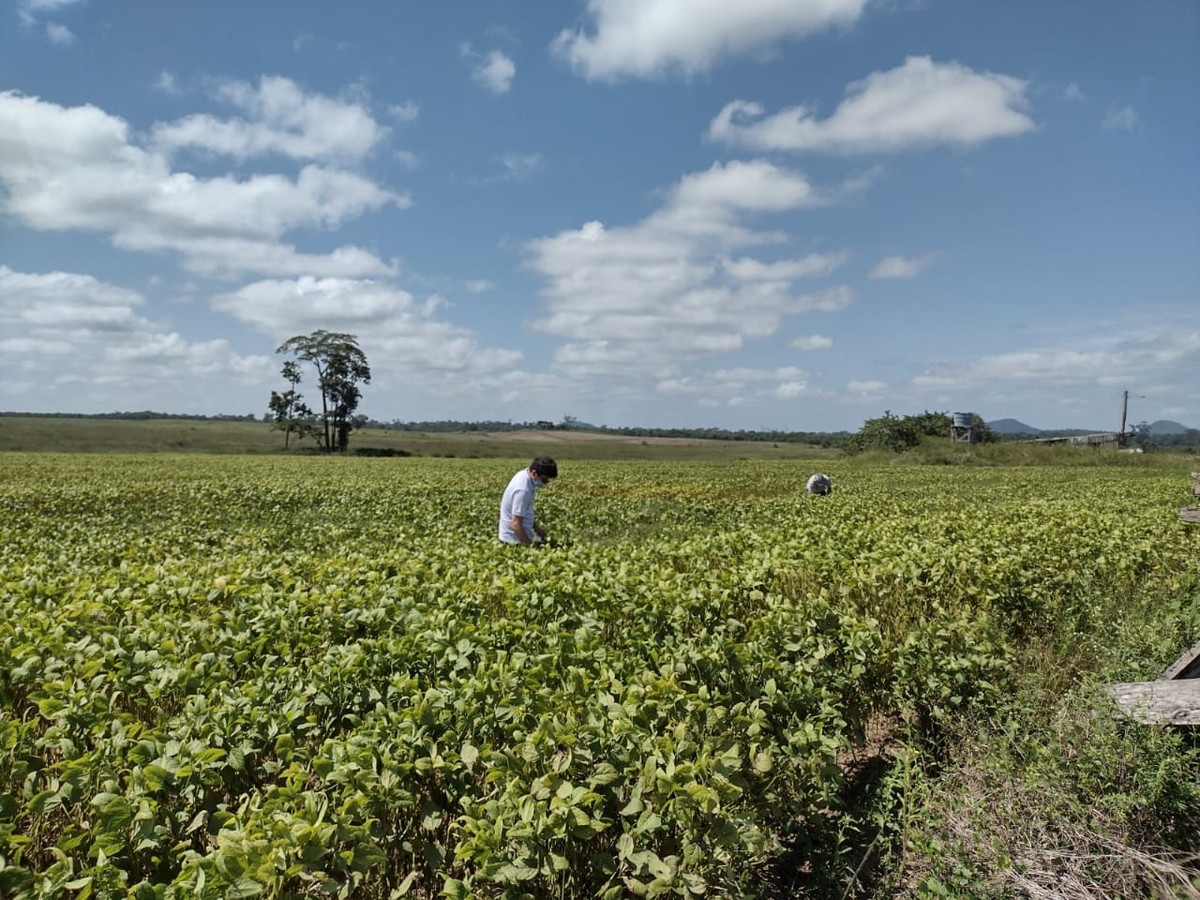 O que muda com o projeto de lei que permite produtores rurais fiscalizarem as suas próprias fazendas
