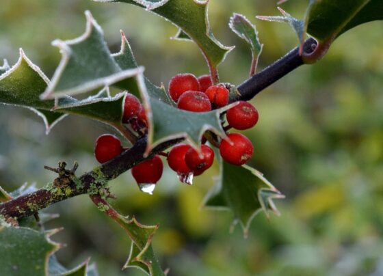 sorte-no-amor?-descubra-qual-e-o-real-significado-do-visco-durante-o-natal