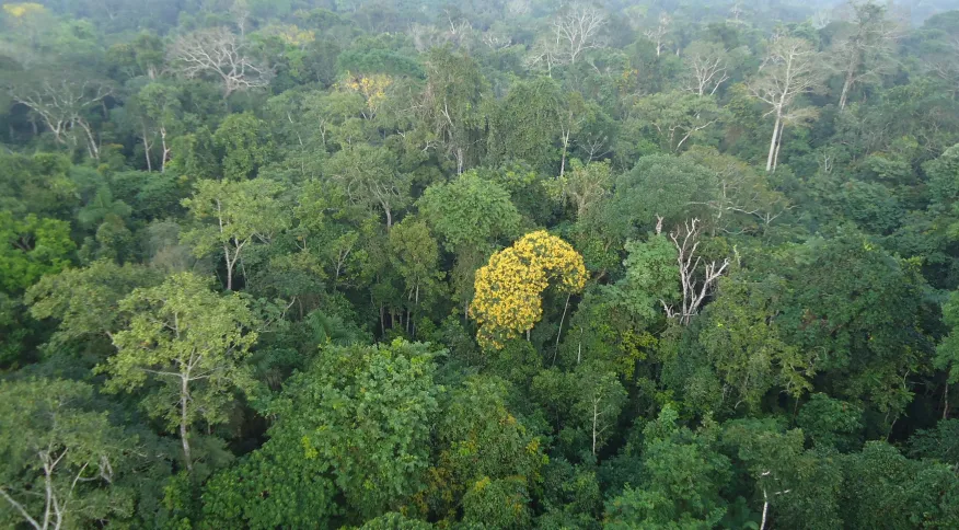 Amazônia Legal tem menor índice de desmatamento em abril desde 2019, diz Inpe