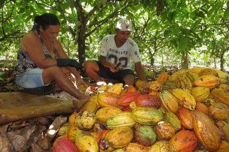 FAO e Ministério da Agricultura lançam projeto para fortalecer cultivo de cacau