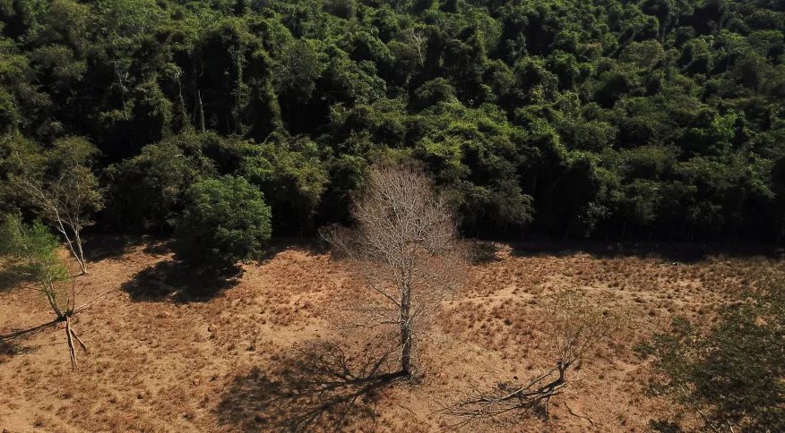 Cerrado registra recorde de alertas de desmatamento em abril, aponta Inpe