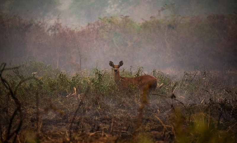 Queimadas caem 1% no Brasil, mas crescem 14% na Amazônia, diz MapBiomas