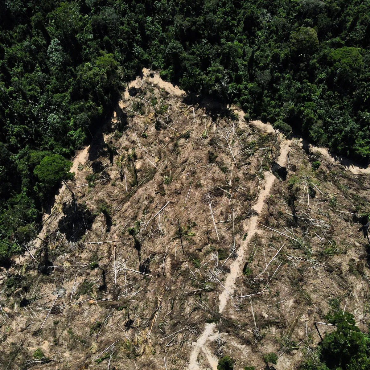 Desmatamento na Amazônia cai, mas no Cerrado segue em alta, segundo Inpe