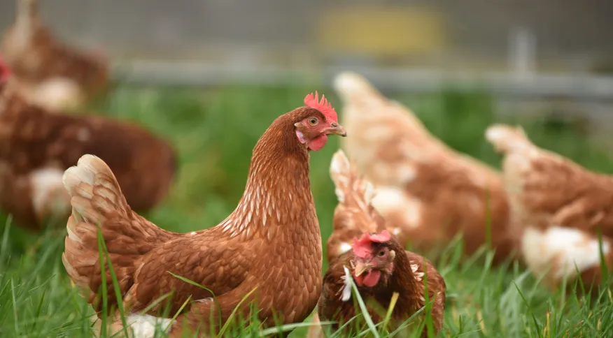 Santa Catarina registra caso de gripe aviária em criação de fundo de quintal