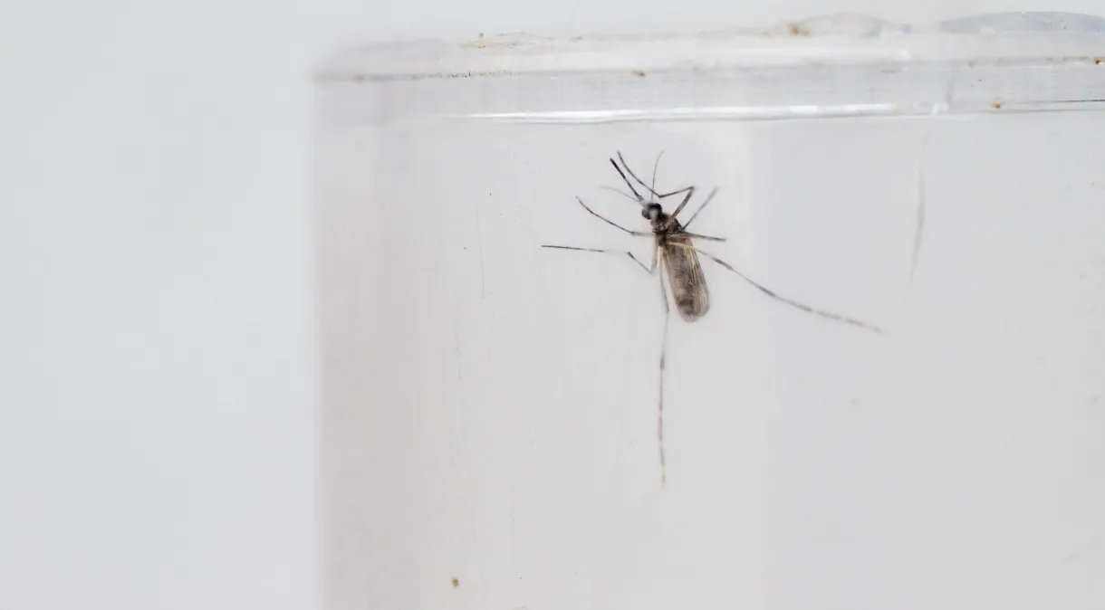 Brasil fica perto de atingir 1 milhão de casos prováveis de dengue em 2024