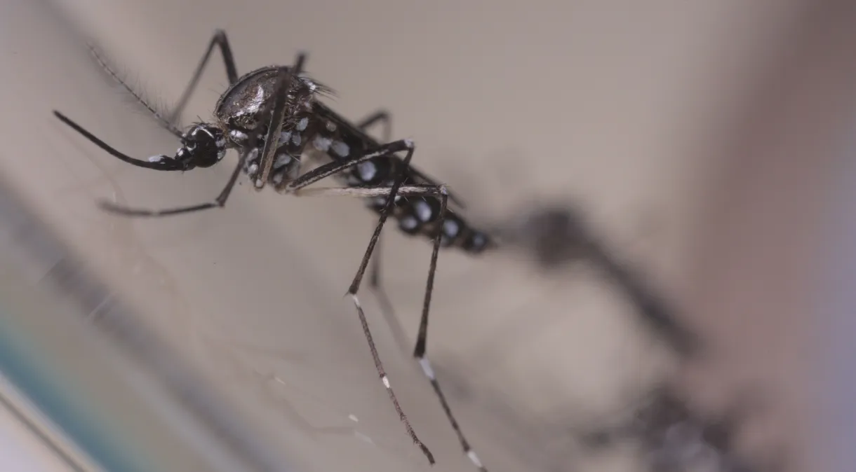 São Paulo tem 8 vezes mais casos de chikungunya neste ano; cidade do interior está em alerta