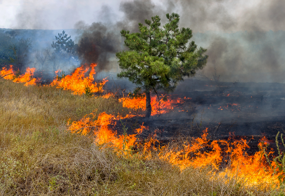 Núcleo do Parque Estadual Cantareira em SP é fechado devido a focos de incêndio