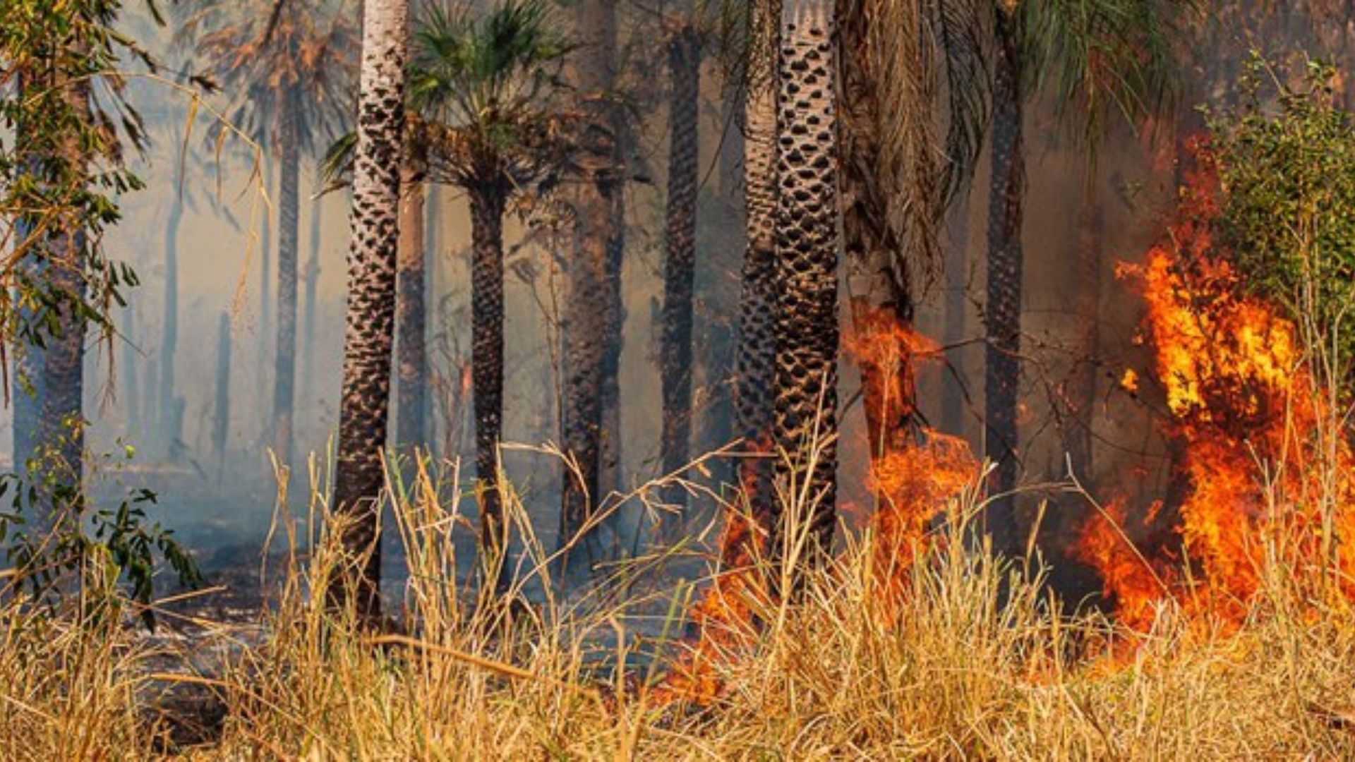 Ibama multa fazendeiros que causaram incêndio no Pantanal em R$ 100 milhões