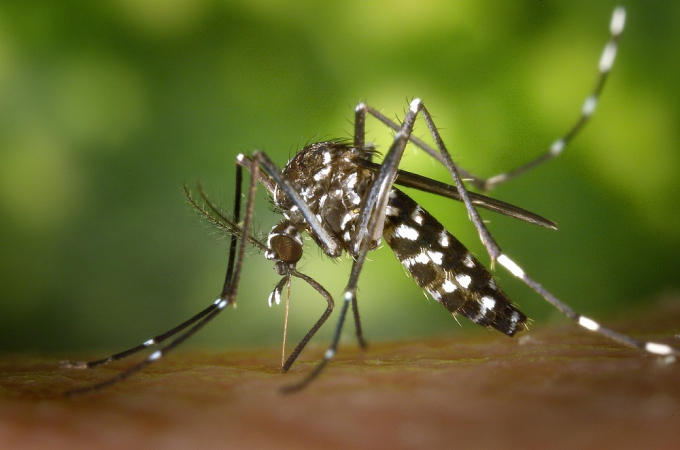 Rio de Janeiro registra o primeiro caso de dengue tipo 3 no ano