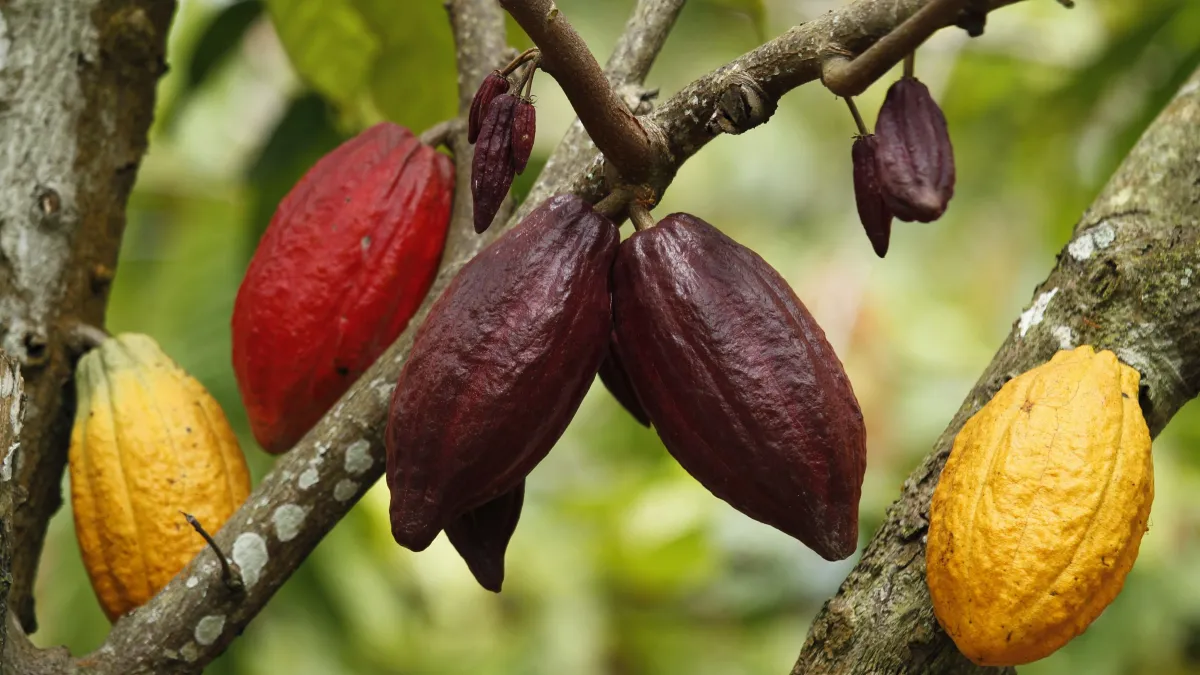 Páscoa de 2025 deve ficar mais cara após preço do cacau quase triplicar