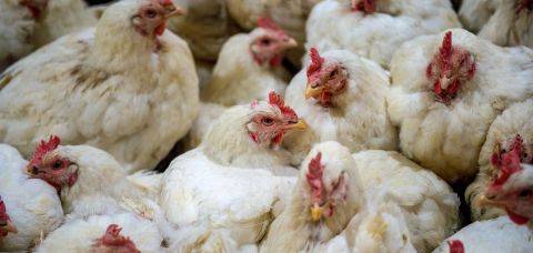 UE reconhece Brasil livre de gripe aviária e pode retomar compra de frango