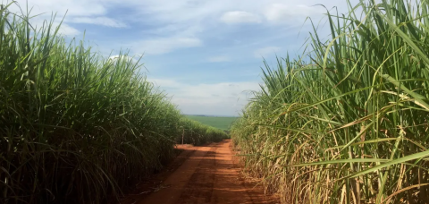 Brasil pode criar 760 mil empregos em bioenergia até 2030, diz estudo
