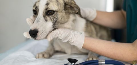 UNIFACS oferece atendimento veterinário gratuito para cães e gatos