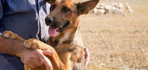 Cão é diagnosticado com raiva em Salvador após 20 anos sem registros
