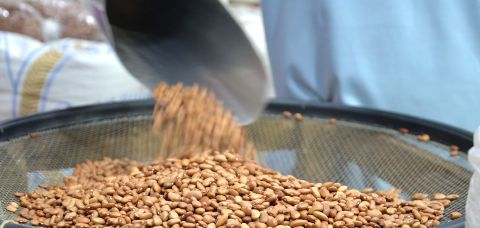 Safra de grãos da Bahia bate recorde em 2025, mas IBGE projeta queda para 2026