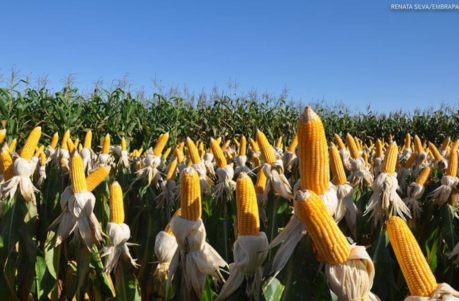 Fertilizantes e defensivos biológicos são 70% das ‘invenções verdes’ brasileiras no agro