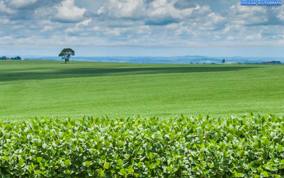 Tecnologias Poupa-Terra aumentam produção agrícola sem ampliar área cultivada