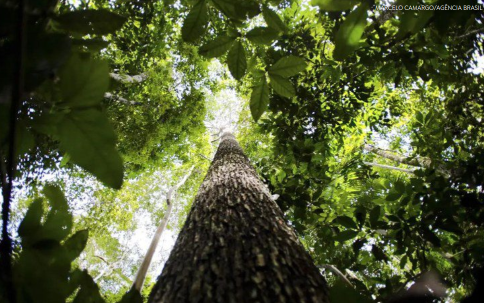 Áreas sob alertas de desmatamento caem 35% na Amazônia e 6% no Cerrado desde agosto