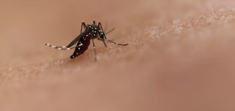 Casos de chikungunya crescem 152% na Bahia