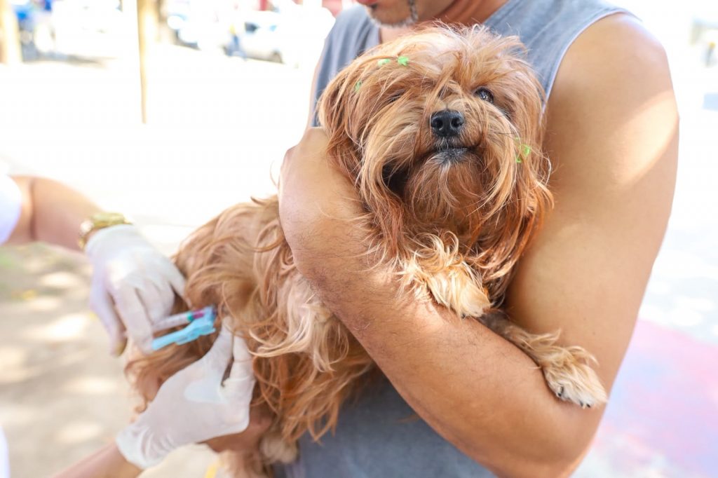 Dia D de Vacinação Antirrábica para Cães e Gatos mobiliza tutores em diversos pontos de Camaçari